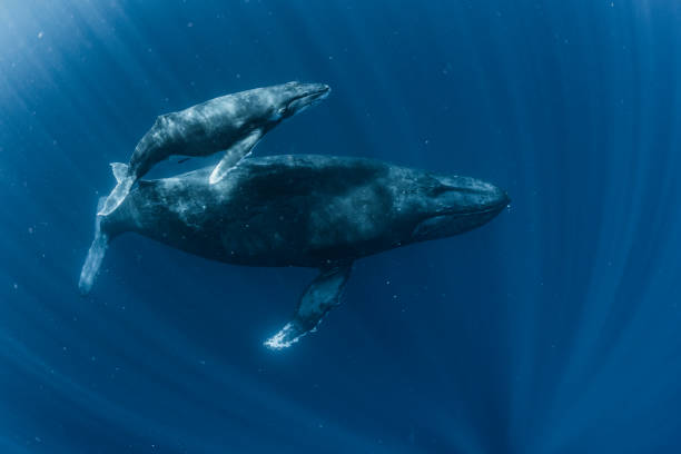 ballena jorobada - wide awake fotografías e imágenes de stock