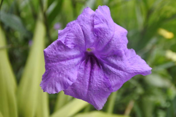 istock PURPLE RUELLIA SIMPLEX FLOWER 1313087111