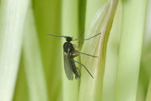 Dark-winged fungus gnat, Sciaridae on the soil. These are common pests that damage plant roots, are common pests of ornamental potted plants in homes