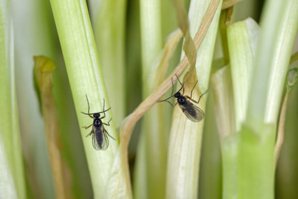 adult of dark-winged fungus gnat, sciaridae on the soil. these are common pests that damage plant roots, are common pests of ornamental potted plants in homes - fungus roots imagens e fotografias de stock