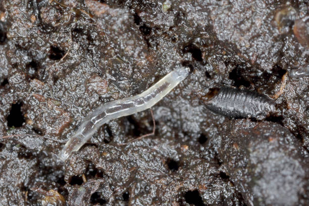 larva of dark-winged fungus gnat, sciaridae on the soil. these are common pests that damage plant roots, are common pests of ornamental potted plants in homes - fungus roots imagens e fotografias de stock