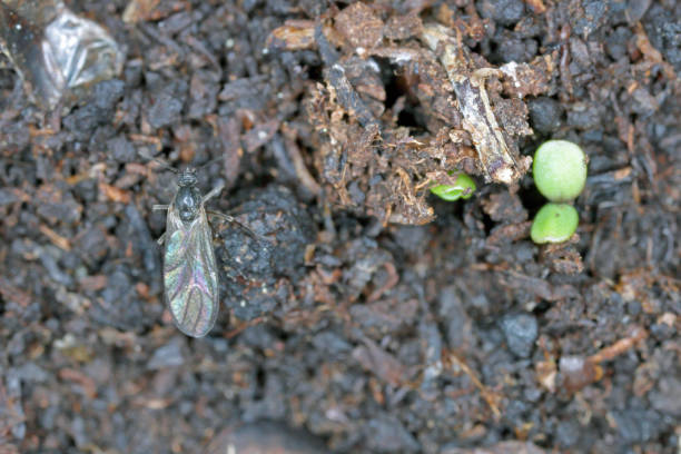 Adult of Dark-winged fungus gnat, Sciaridae on the soil. These are common pests that damage plant roots, are common pests of ornamental potted plants in homes Dark-winged fungus gnat, Sciaridae on the soil. These are common pests that damage plant roots, are common pests of ornamental potted plants in homes sciaridae stock pictures, royalty-free photos & images