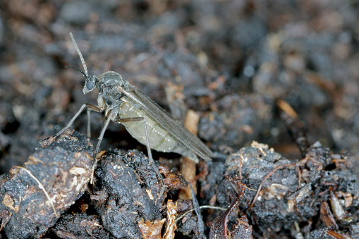 Dark-winged fungus gnat, Sciaridae on the soil. These are common pests that damage plant roots, are common pests of ornamental potted plants in homes