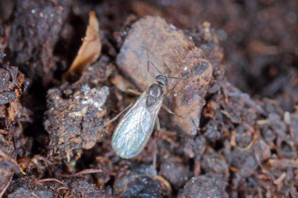 adult of dark-winged fungus gnat, sciaridae on the soil. these are common pests that damage plant roots, are common pests of ornamental potted plants in homes - fungus roots imagens e fotografias de stock