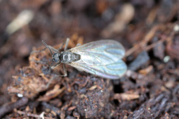 Adult of Dark-winged fungus gnat, Sciaridae on the soil. These are common pests that damage plant roots, are common pests of ornamental potted plants in homes Dark-winged fungus gnat, Sciaridae on the soil. These are common pests that damage plant roots, are common pests of ornamental potted plants in homes sciaridae stock pictures, royalty-free photos & images