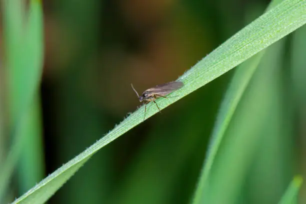 Dark-winged fungus gnat, Sciaridae on the soil. These are common pests that damage plant roots, are common pests of ornamental potted plants in homes