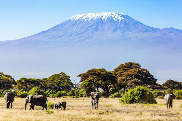 istock Elephants grazes at Mount Kilimanjaro 1313089160