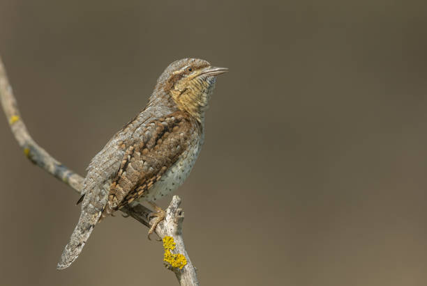 istock Eurasian wryneck 1313089306