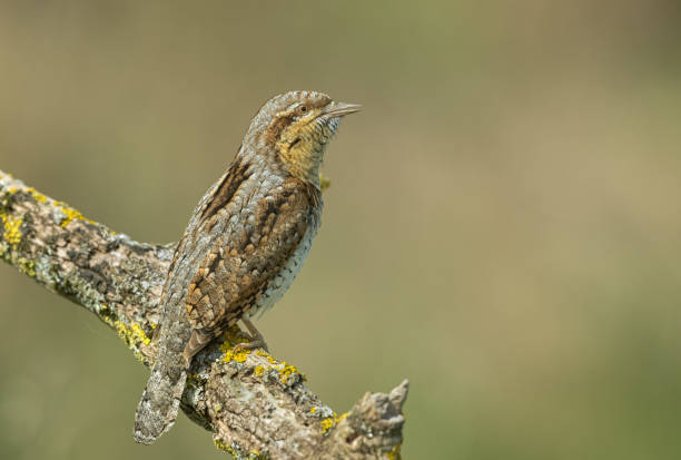 istock Eurasian wryneck 1313089322