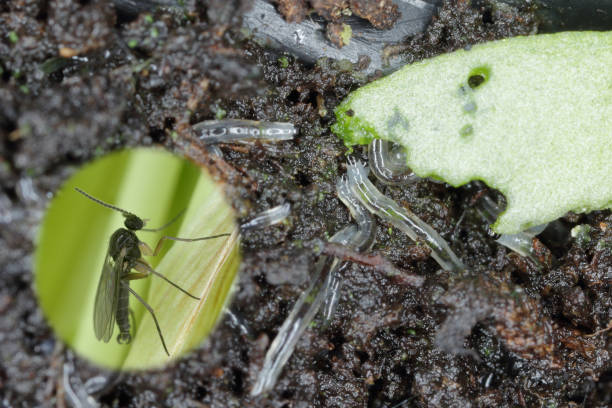 larva and adult of dark-winged fungus gnat, sciaridae on the soil. these are common pests that damage plant roots, are common pests of ornamental potted plants in homes - fungus roots imagens e fotografias de stock