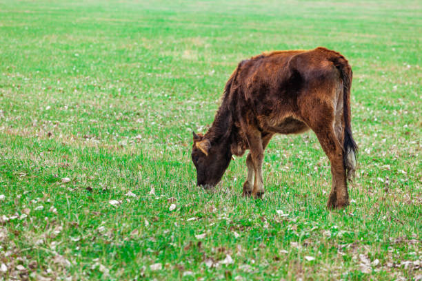 istock Grazing cows on pasture in nature, agriculture 1313090452