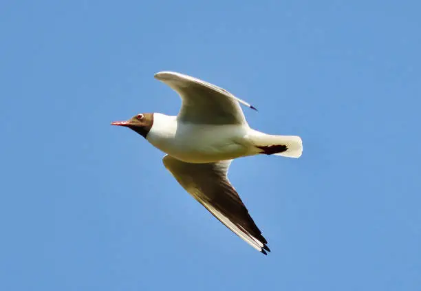 black-headed gull, Chroicocephalus ridibundus, seagull, close-up, flying, blue sky, wings, colorful