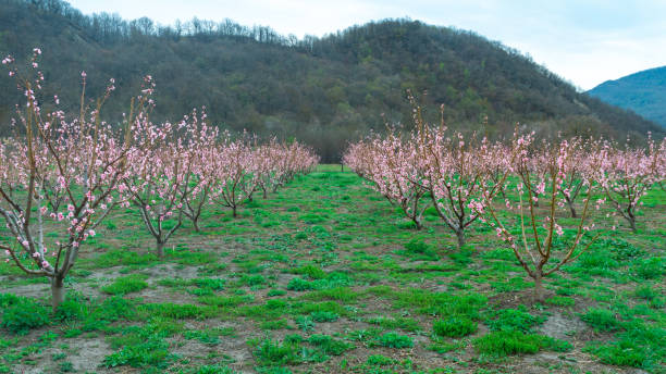 весенний пейзаж с садами персиковых деревьев в сельской местности - georgia peach стоковые фото и изображения