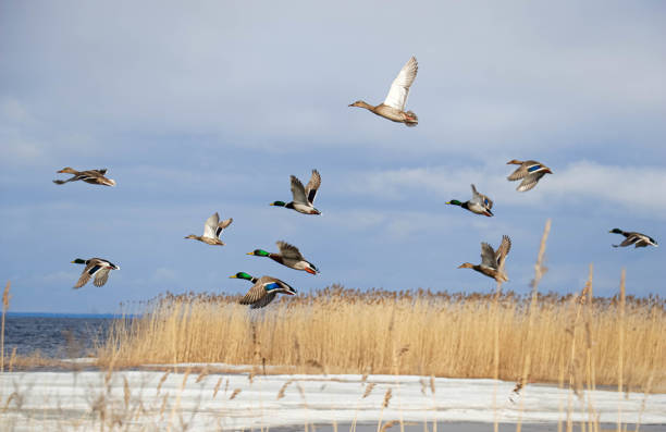 istock flying ducks on the reed seaside at springtime 1313091292
