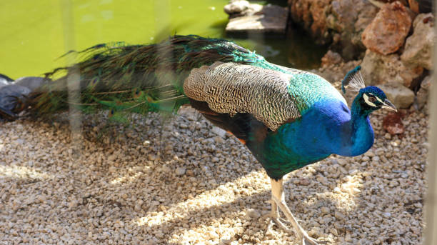 istock Birds Park in MALTA, Peacock, Blue Peacock, Wild Peacock 1313091369