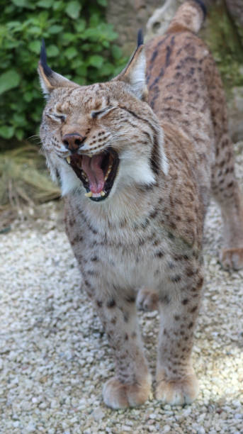 istock Zoological Park in MALTA, lynx, brown lynx 1313091393