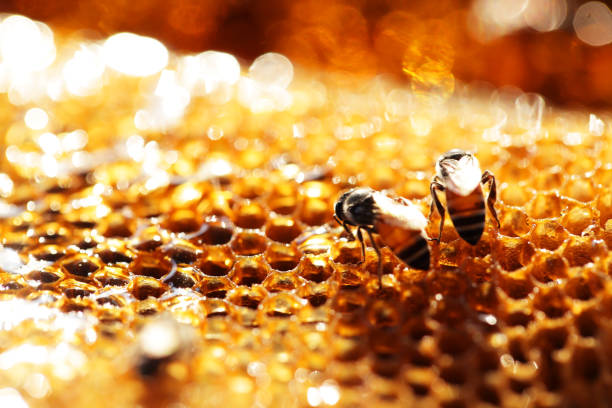 istock honey bee honeycomb propolis background 1313092398