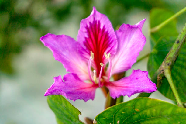 istock the blooming violet flowers in Antalya 1313093407