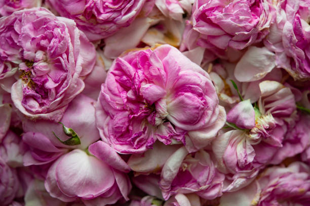istock Tea rose petals are dried indoors. 1313093556