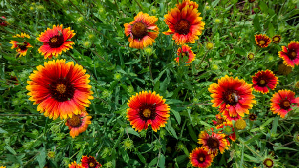 istock decorative flowers on a flower bed in the park. 1313093605