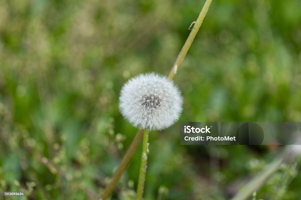 close up view of a common dandelion on blurred green grass field background detailed view of a common dandelion (taraxacum officinale) on blurred green grass field background Abstract Stock Photo