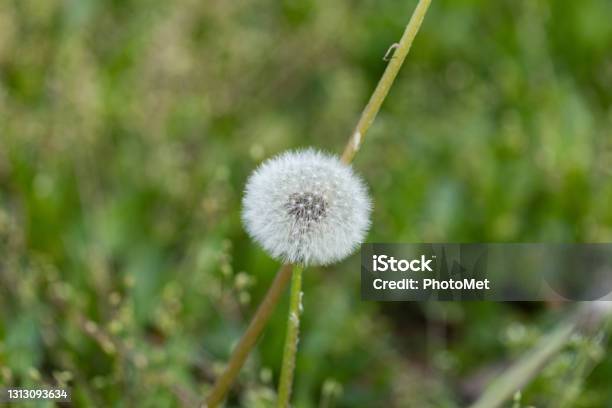Close Up View Of A Common Dandelion On Blurred Green Grass Field Background Stock Photo - Download Image Now
