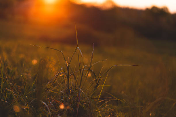 istock Grass field with intense orange sun flares 1313093653