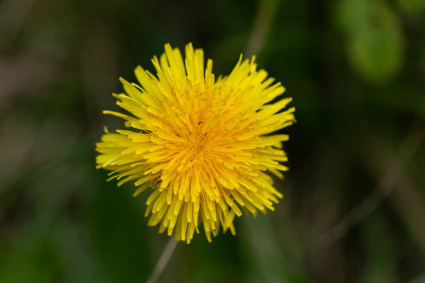 Close-up of a dandelion flower. The open flower is photographed from above. The petals are just opening. The sun is shining on the flower.