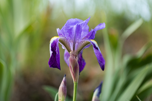 detailed view of a bearded iris flower with blurred background (iris x germanica)