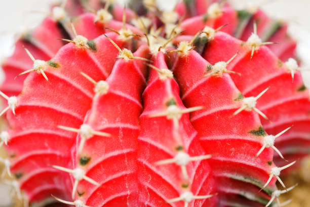 istock colorful cactus plant 1313094660