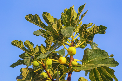 Branch of  fig tree ( Ficus carica ) with leaves and fruits against blue sky. Copy space