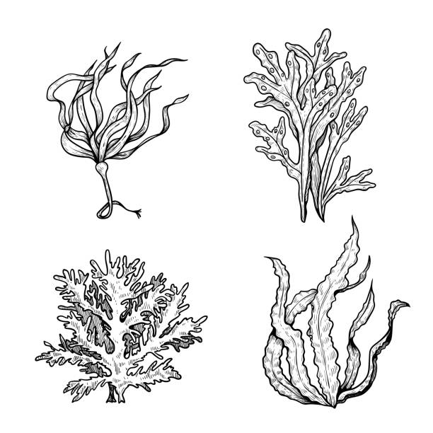 illustrations, cliparts, dessins animés et icônes de ensemble d’algues dessinées à la main de modèle d’esquisse. plantes noires et blanches sous-marines. dessins de style encre. illustrations vectorielles d’isolement sur le fond blanc. - algae