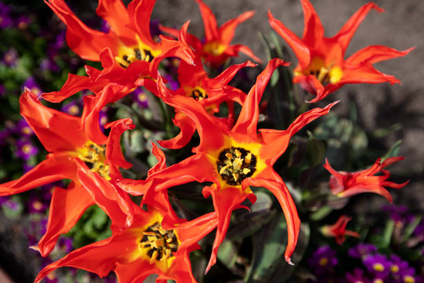 colorful flowers outdoors in the garden in germany