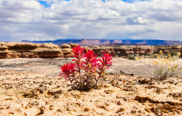 Indian paintbrush against the sky and mountains in Canyonlands National park. On a blured background.