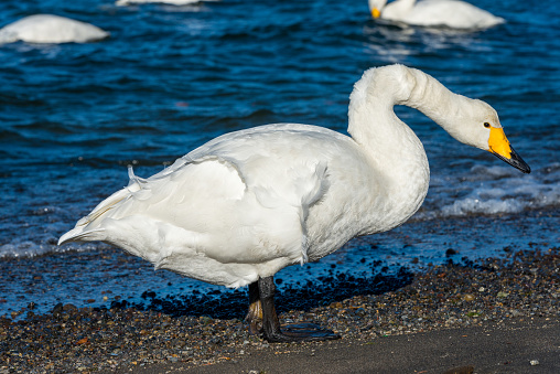 Lake Kussharo on Hokkaido in Japan is known for its healthy song swan population,