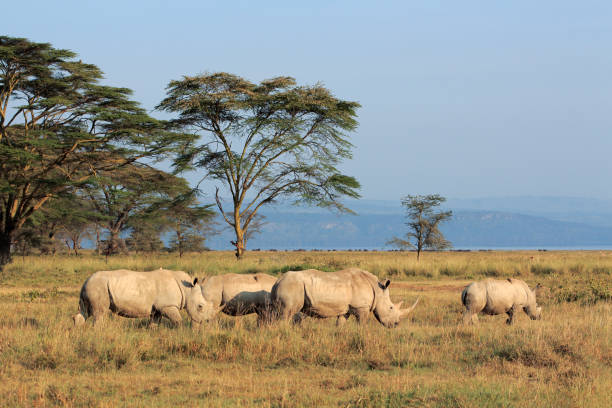 rhinocéros blanc dans la prairie ouverte, parc national de lac nakuru, kenya - rhinocéros photos et images de collection