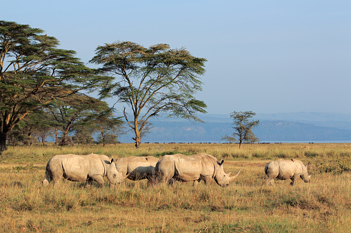 White rhinoceros (Ceratotherium simum) in open grassland, Lake Nakuru National Park, Kenya