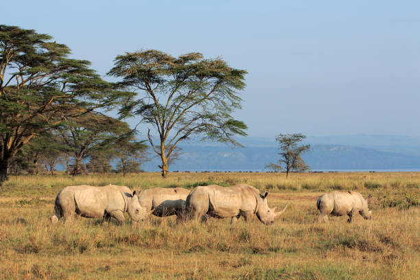 White rhinoceros in open grassland, Lake Nakuru National Park, Kenya stock photo