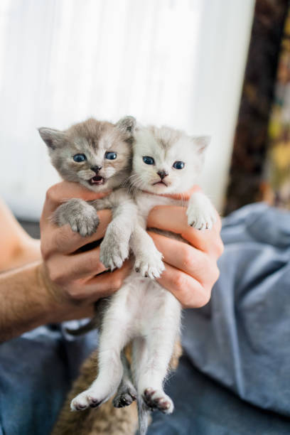 istock British Shorthair cat kitten 1313102202