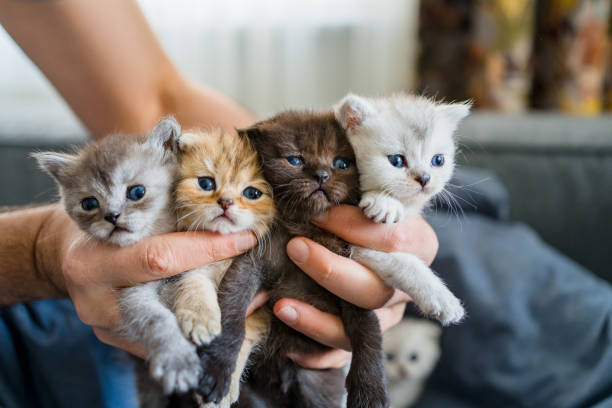 British Shorthair cat kitten