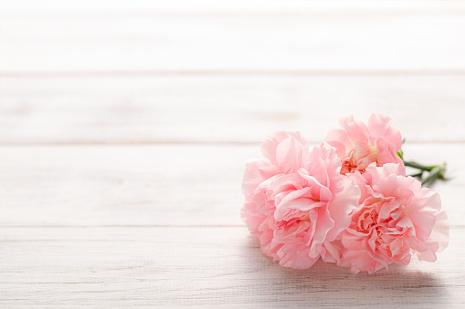 Pink carnation and white background
