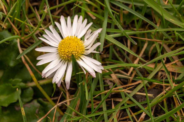istock Wild daisy growing in a grass lawn 1313102364