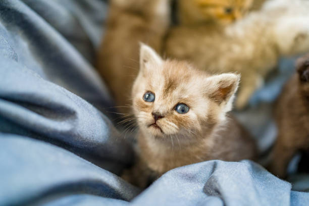 istock British Shorthair cat kitten 1313102419