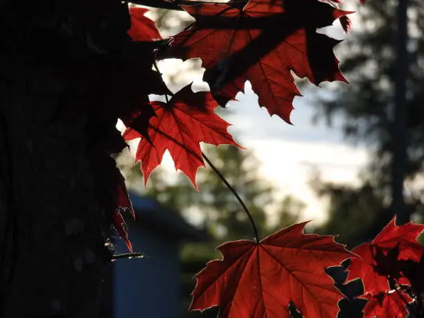 Photo of Canadian