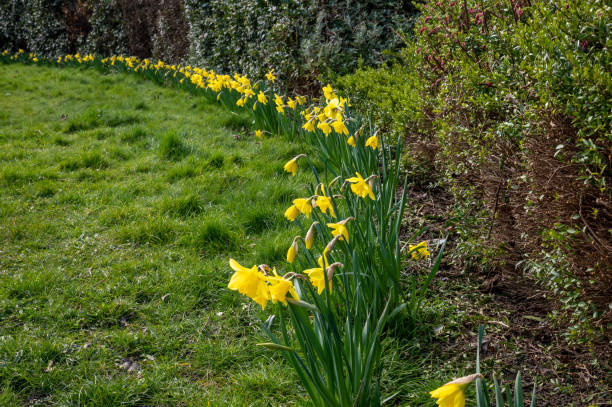istock A row of daffodils growing in front of a hedgerow 1313103057