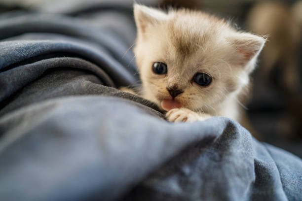 istock British Shorthair cat kitten 1313103115
