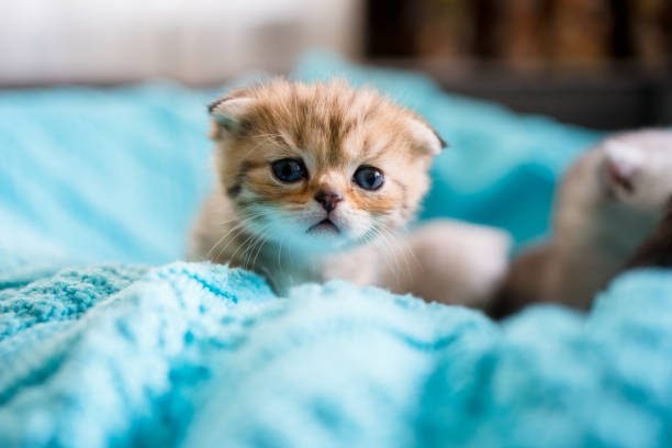 istock British Shorthair cat kitten 1313103152