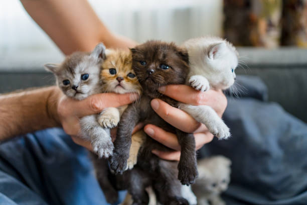 istock British Shorthair cat kitten 1313103260