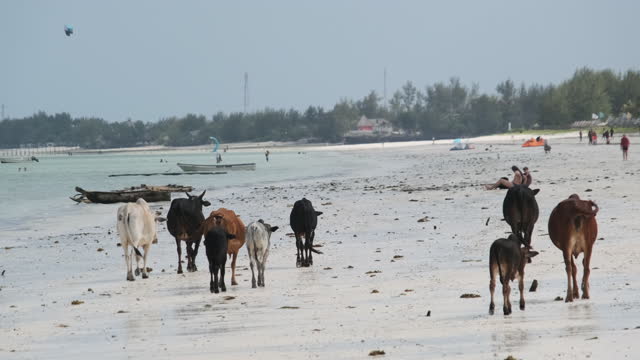 Herd of African Humpback Cows Walks on Sandy Tropical Beach by Ocean, Zanzibar