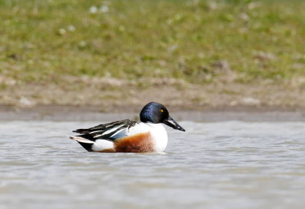 L44-52cm, WS 73-82cm.Breeds on shallow eutrophic lakes with rich vegetation, or marches with sufficient open water. Largely migratory.Although fairly common and widespread, usually seen in pairs or smaller parties only.The Shoveler is a fairly common Species in the Netherlands in the described Habitats.
